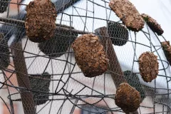 FDJ-2025-test-chars-7-Grand