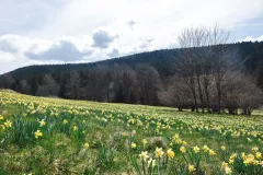 FDJ-2025-cueillette-1