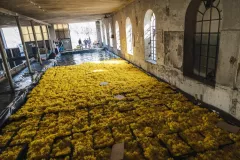 FDJ-2025-cueillette-110