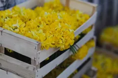 FDJ-2025-cueillette-115