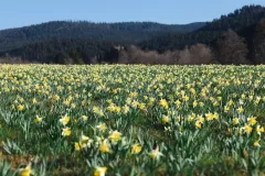 FDJ-2025-cueillette-1291