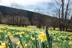 FDJ-2025-cueillette-21